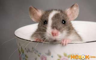 Как быстро и эффективно избавиться от крыс и их запаха в домашних условиях (в частном доме, квартире, курятнике, сарае, подвале, машине)?
