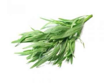 Эстрагон (тархун) — его свойства пользы и вреда; выращивание растения; фото рецепты с ним