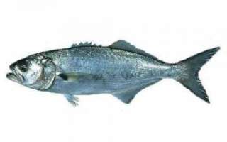 Описание рыбы луфарь с фото, её состав и полезные свойства; применение в кулинарии