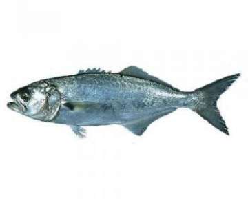 Описание рыбы луфарь с фото, её состав и полезные свойства; применение в кулинарии