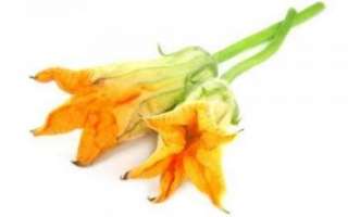 Цветы тыквы – описание с фото продукта; его полезные свойства; рецепты настойки и блюд