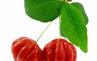 Питанга (суринамская вишня) — полная характеристика растения и его фруктов