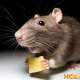 Как избавиться от мышей и их запаха (в частном доме, квартире, гараже, погребе, на даче)?