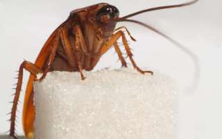 Как избавиться от тараканов навсегда? – способы вывести эффективно и быстро