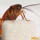 Как избавиться от тараканов навсегда? – способы вывести эффективно и быстро