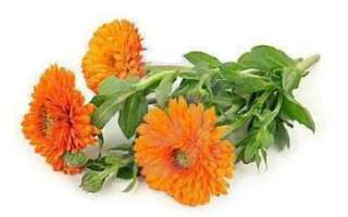 Цветы календулы — описание чем полезны и каковы противопоказания; свойства лечебных цветков; их применение в кулинарии