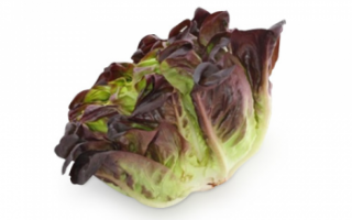 Салат оаклиф (дубовый лист) — калорийность, польза и вред
