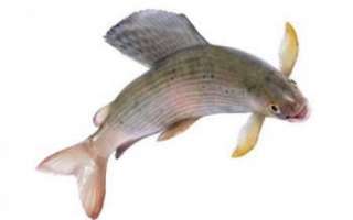 Рыба хариус – описание продукта с фото, калорийность; как ловить и приготовить; польза и вред