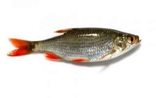 Описание рыбы Красноперки (фото), её полезные свойства и пищевая ценность; как правильно приготовить эту речную рыбу, а также рецепты с ней