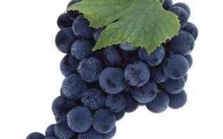 Черный виноград — описание сорта с фото