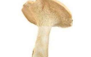 Ежовик желтый – описание гриба с фото; польза (полезные свойства), вред и противопоказания; использование в кулинарии и лечении