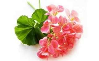 Цветы герани – описание с фото растения; уход за ним; свойства и польза цветка; его применение для лечения и в кулинарии