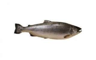 Полезные свойства красной рыбы Кижуч, её отличительные черты с фото; рецепты приготовления этого вида рыбы
