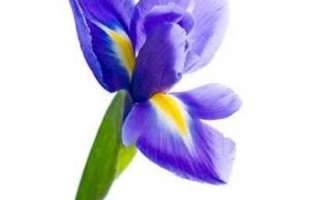 Растение ирис – описание с фото цветка; его лечебные свойства; польза и вред; применение для лечения и в кулинарии