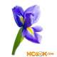 Растение ирис – описание с фото цветка; его лечебные свойства; польза и вред; применение для лечения и в кулинарии