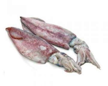 Каракатица — применение, польза и вред