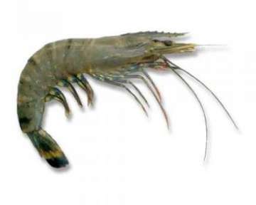 Описание тигровых креветок и их видов, полезные качества продукта и его состав; как приготовить тигровые креветки и рецепты с этим морепродуктом