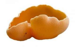 Пецица — описание свойств оранжевого гриба с фото
