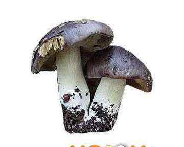 Съедобные и несъедобные грибы рядовки, применение в кулинарии и полезные свойства