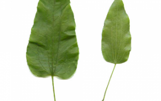 Смилакс (сассапариль) – описание с фото травы; лечебные свойства корня; использование смилакса в кулинарии и народной медицине