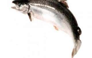 Описание рыбы лосось (семга), рецепты приготовления и полезные свойства