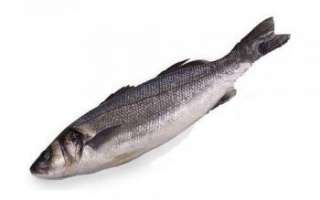 Описание рыбы сибас с фото, состав и калорийность; как выбрать и хранить продукт; использование в кулинарии; польза и вред