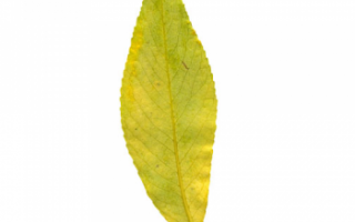 Листья ивы — описание с фото; их полезные свойства и вред; использование в кулинарии и лечении (с противопоказаниями)