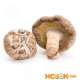 Шиитаке — лечение при помощи этих древесных грибов, а также отзывы о них