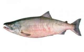 Как выглядит рыба кета, её описание с фото, состав и польза этой рыбы; приготовление рецептов с этим видом рыбы