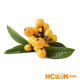 Мушмула японская (локва) — описание полезных свойств этого фрукта, а также его фото