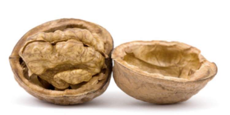 Доклад по теме Грецкие орехи
