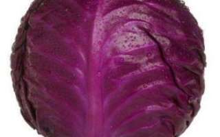 Краснокочанная капуста — приготовление, польза и вред