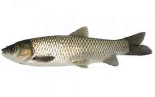 Рыба амур — виды, выбор и хранение