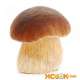Белый гриб (боровик) — описание, виды и где растет