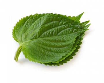 Перилла – описание с фото растения; его выращивание (посадка и уход); полезные свойства травы; ее использование в кулинарии и медицине