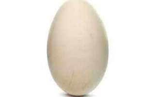 Гусиные яйца — полезные свойства и вред