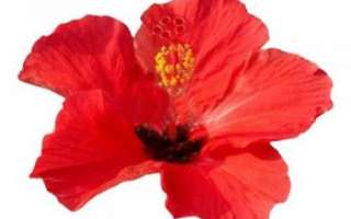 Цветы гибискуса (суданская роза) — выращивание, польза и вред