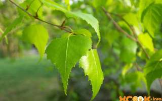 Лечебные свойства березовых листьев и противопоказания к их использованию; народные рецепты