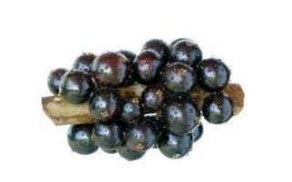 Описание ягод виноградного дерева джаботикаба с фото, использование в кулинарии и польза