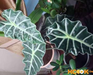 Алоказия – виды растения, правильный уход в домашних условиях, лечебные свойства и рецепты приготовления народных средств (настойки, мази, масла)