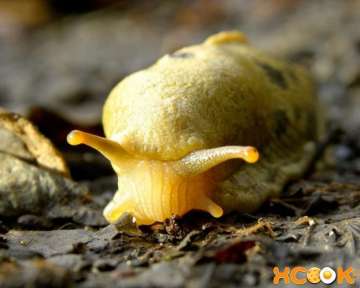 Как навсегда избавиться от слизней на даче или в огороде? Можно ли вывести слизней из подвала в доме или квартире?