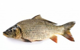 Фото рыбы сазан, состав и калорийность; как выбрать и хранить; использование продукта в кулинарии с видео; польза и вред; как правильно ловить