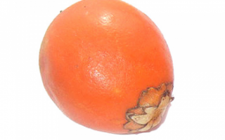 Авара — полезные свойства растения и его плодов, а также их возможный вред и противопоказания; использование экзотического фрукта в кулинарии