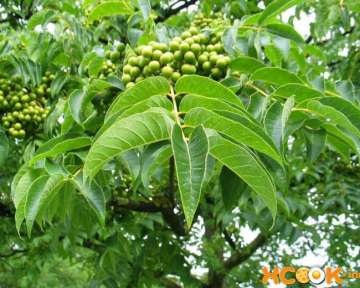 Амурский бархат – полезные и лечебные свойства листьев, плодов и коры; противопоказания к применению; рецепты приготовления народных средств