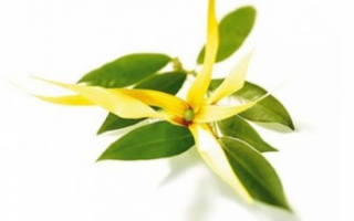 Цветы иланг-иланга – описание с фото растения; его свойства и противопоказания, польза и применение; использование в кулинарии и медицине