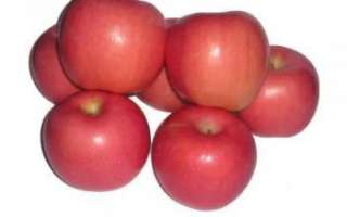 Яблоки Фуджи — характеристика сорта с фото и отзывами