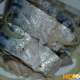 Сагудай из скумбрии – пошаговый рецепт с фото, как приготовить маринованную рыбу