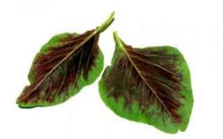Листья амаранта – описание лечебных свойств растения; польза и вред амаранта; его использование в кулинарии и для лечения