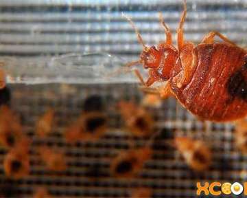 Как обнаружить клопов и чем можно вывести их из дивана в домашних условиях?