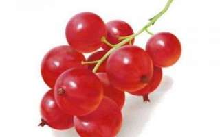 Красная смородина — описание полезных свойств ягод и содержания в них витаминов